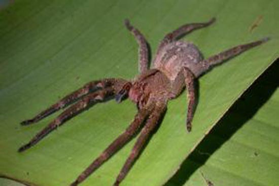 十大毒王蜘蛛，世界上最毒的蜘蛛