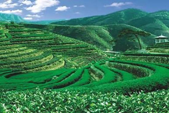 <b>中国四大名茶是？四大名茶的发源地及品质</b>