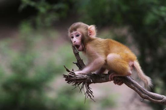 世界上最长寿的猴子？