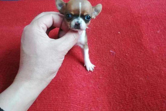 世界上体型最小的狗？
