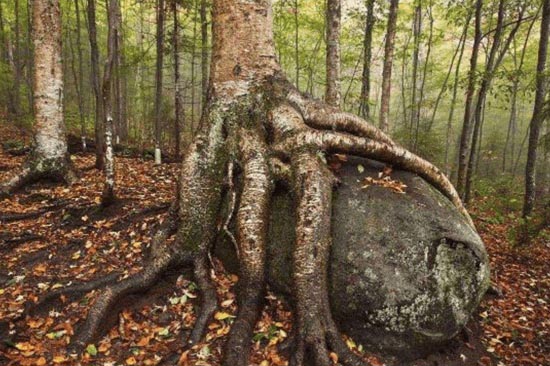 世界上最硬的树木？体重最重的