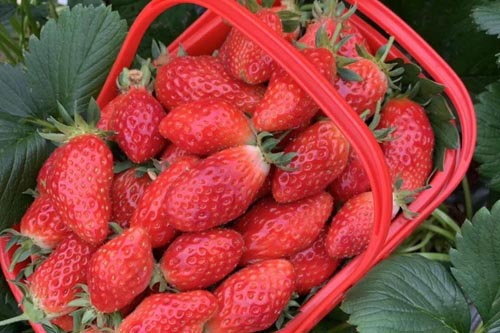 <b>����ʮ���ժ԰</b>